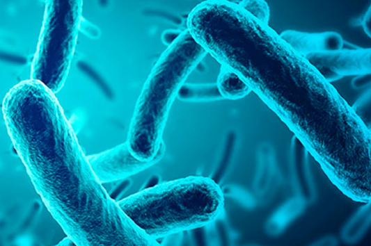 Quels sont les bienfaits des Prébiotiques pour notre Visage ?